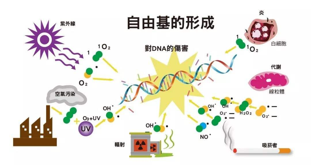 诱发自由基的因素有哪些？