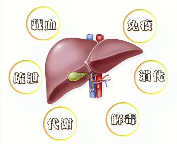 肝脏的作用